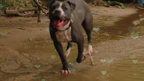 Cute Dog with Falling Blue Hearts, Symbol of Love and Affection Stock Footage 330243717
