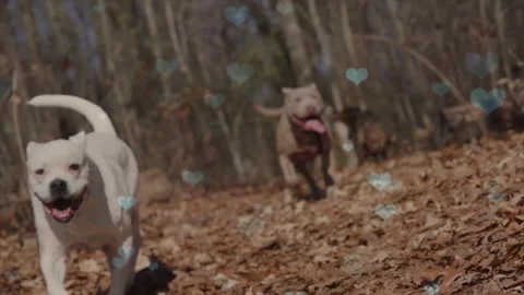 Cute Dog with Falling Blue Hearts, Symbol of Love and Affection Stock Footage 330244053