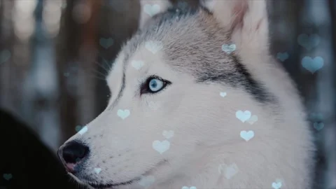 Cute Dog with Falling Blue Hearts, Symbol of Love and Affection Stock Footage 330244792