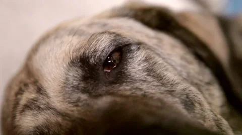 Cute dog falling a sleep 库存影片 53265184