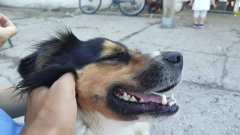 Cute Dog at a Farm Stock Footage 134681093