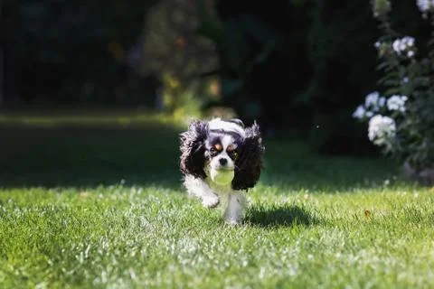 Cute dog fetching a ball Foto stock