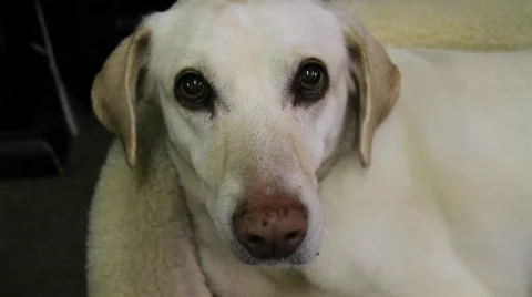 Cute Dog Stock Footage