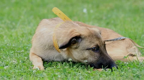 A cute dog Stock Footage 5700939