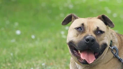 A cute dog Stock Footage 8760338