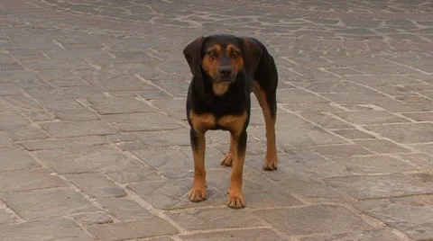 A cute dog Stockbeeldmateriaal 8981161