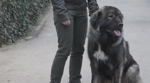 A cute dog Vídeos de archivo 10562301