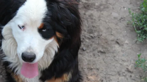 Cute dog Stock Footage 26347637