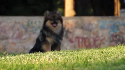 Cute dog Stock Footage 29158688