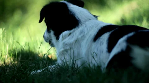 Cute Dog. Video stock 37327656