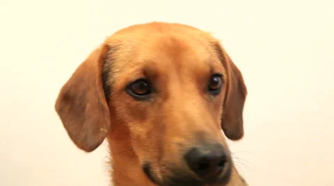 Cute dog Video stock 49605388