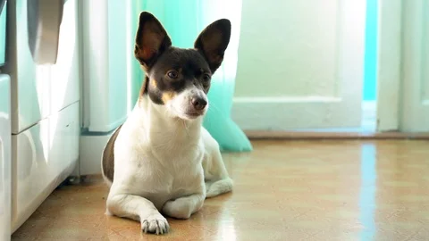 Cute dog Stock Footage 106555822