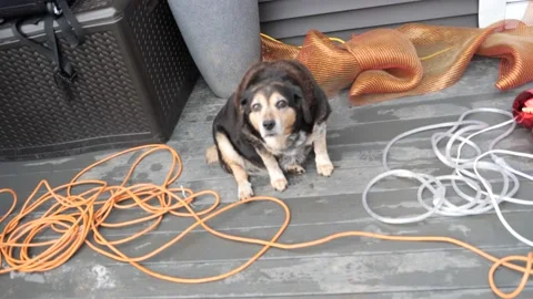 Cute Dog Video stock 171339814