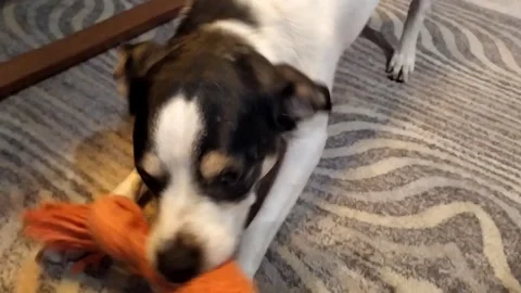 Cute dog Stock Footage 304965964