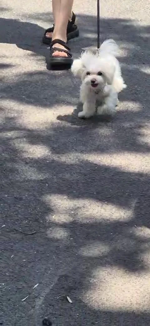 Cute dog Video stock 314885218