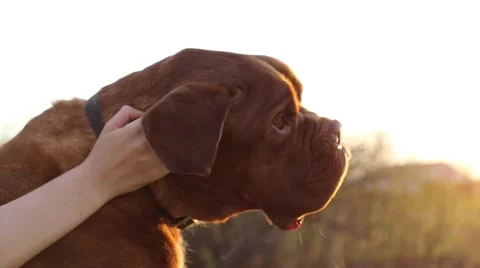 Cute dog getting ear scratched Stock Footage 63076069