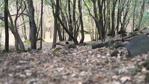 Cute dog going to the camera, cocker in the woods Stock Footage 123105062