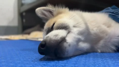 Cute dog have a rest Video stock 252569052