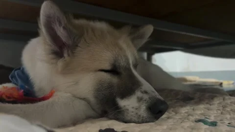 Cute dog have a rest Video stock 252569057