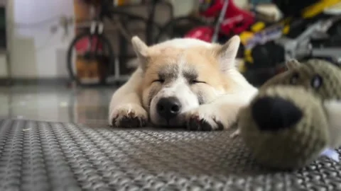 Cute dog have a rest Video stock 252708591