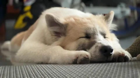 Cute dog have a rest Video stock 252708595