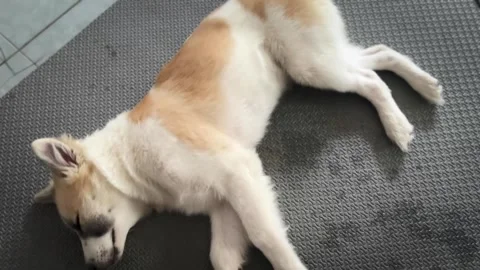 Cute dog have a rest Video stock 252708648