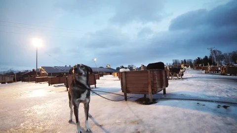 Cute dog husky winter Stock Footage 89503676