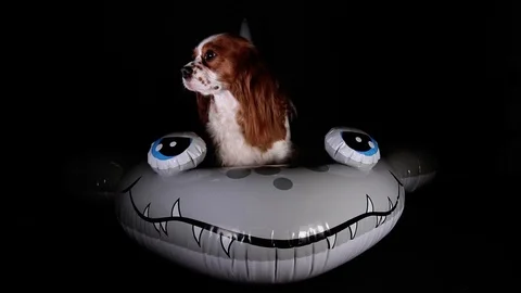 Cute dog on inflatable floating pool swimming ring kid 's swim toy Stock Footage 102740827