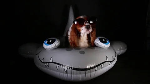 Cute dog on inflatable floating pool swimming ring kid 's swim toy Stock Footage 102740907