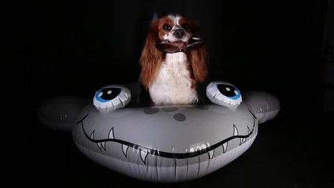 Cute dog on inflatable floating pool swimming ring kid 's swim toy Stock Footage 102742069