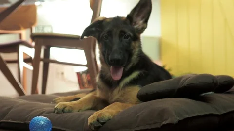 Cute dog on its bed Stock-Footage 128546327