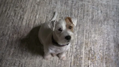 Cute dog Jack Russel sits steady and patiently waiting for the treat . shote Stock Footage 320264584