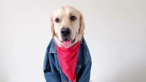 A cute dog in a jeans jacket and with a red bandana around his neck sits. Stock Footage 155003520