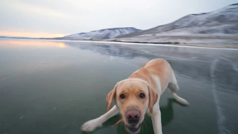Cute dog labrador having fun outdoors on transparent frozen lake Baikal Stock-Footage 101640162
