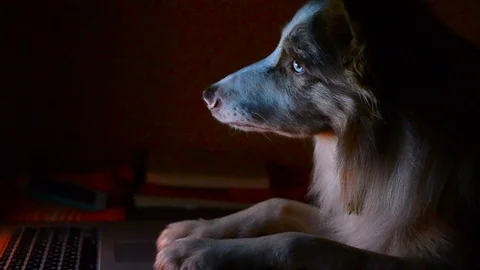 Cute dog with the laptop Stock Footage 102253676