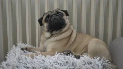 Cute dog laying down on blanket Stock Footage 150812775