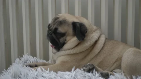 Cute dog laying down on couch Video stock 150809962