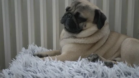 Cute dog laying down on couch Stock Footage 150811590