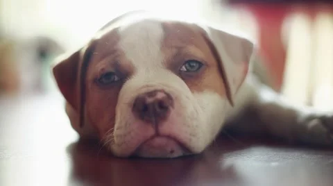 Cute Dog laying down facing the camera.  American Bulldog Stock Footage 49747416