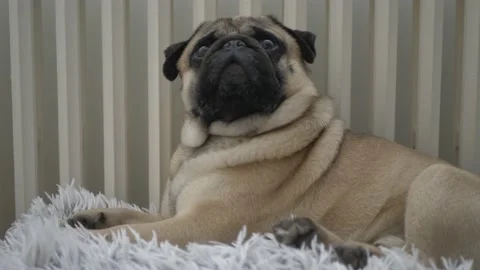 Cute dog laying down on sofa Stock Footage 150812975