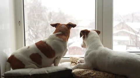Cute dog laying on window and waiting owner. Stock Footage 293226300