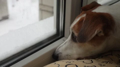 Cute dog laying on window and waiting owner. Stock Footage 293226727