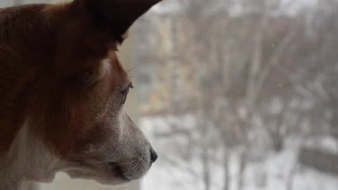 Cute dog laying on window and waiting owner. Stock Footage 293227143