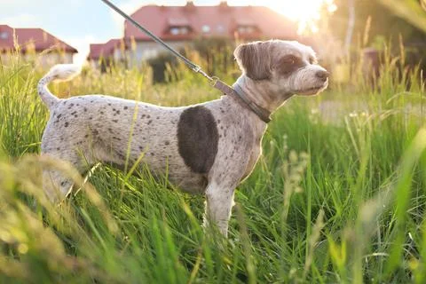Cute dog with leash in green grass outdoors Stock Photos