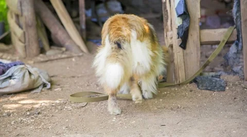 Cute Dog On A Leash In The Yard Stock Footage 52568140