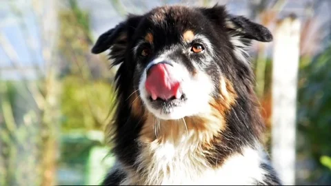 Cute dog licking Stock Footage 69935191
