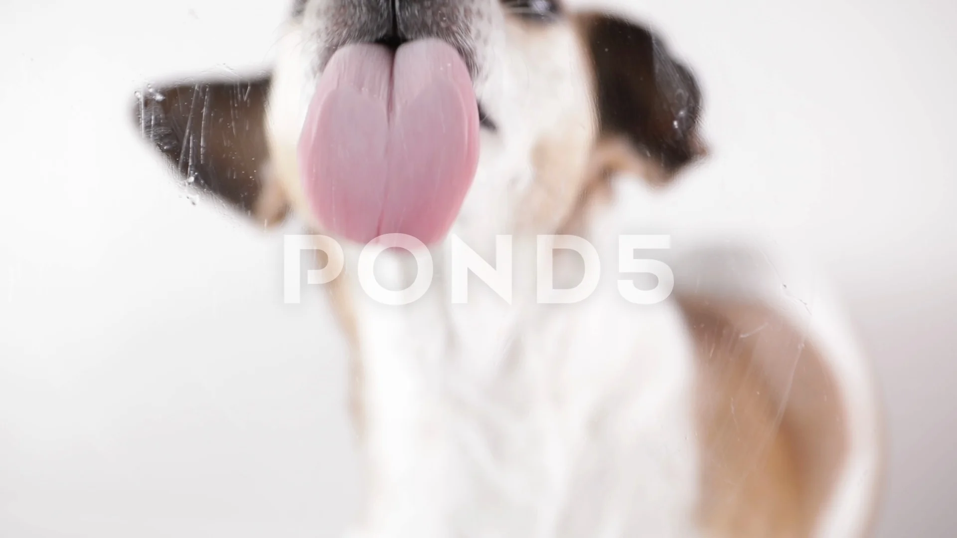 Dog lick gif