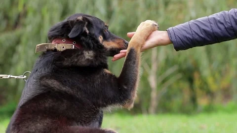 Lick Love Stock Footage ~ Royalty Free Stock Videos Pond5 Lick Love Stock Footage ~ Royalty Free Stock Videos Pond5