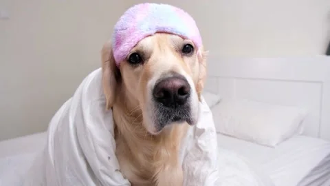 A cute dog lies under  white blanket. Stock Footage 187797251
