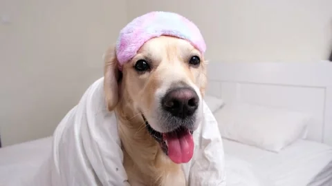 A cute dog lies under a white blanket. Stock Footage 187797283